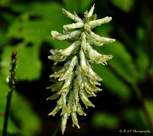 {Astragalus canadensis}